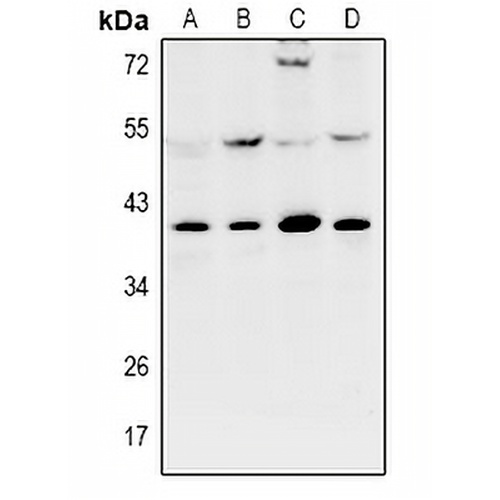 KPC2 Rabbit Polyclonal Antibody