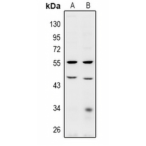 BRE Rabbit Polyclonal Antibody