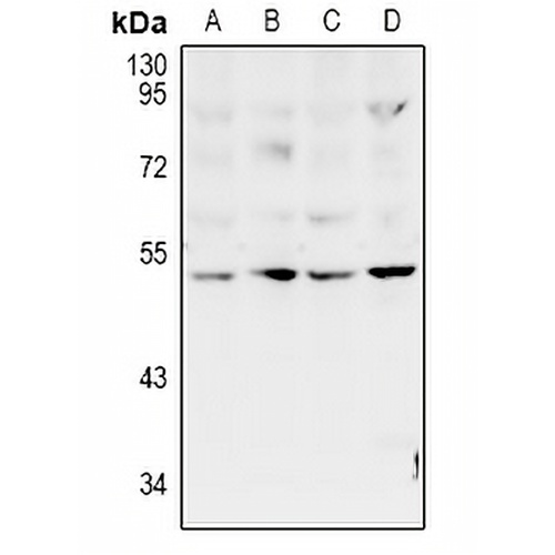 ZAC Rabbit Polyclonal Antibody