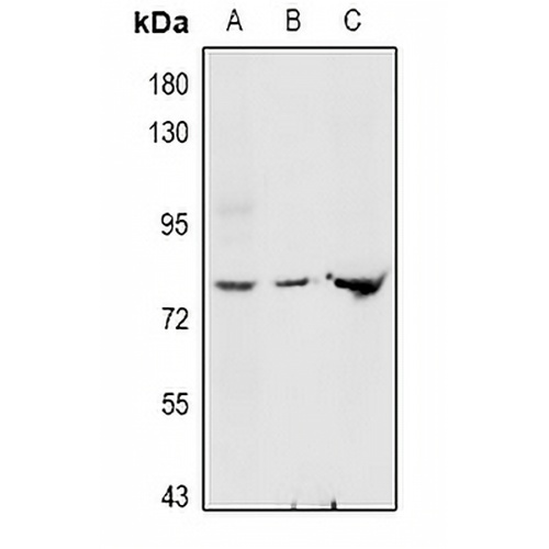 GNE Rabbit Polyclonal Antibody