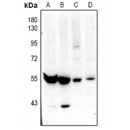 ZNT9 Rabbit Polyclonal Antibody