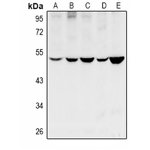 Cytochrome P450 11B1/2 Rabbit Polyclonal Antibody