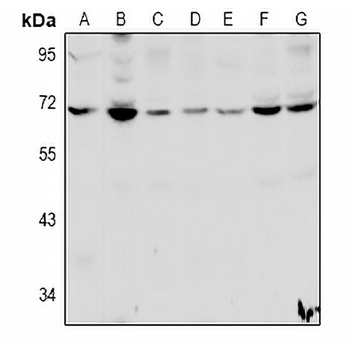 HSPBAP1 Rabbit Polyclonal Antibody