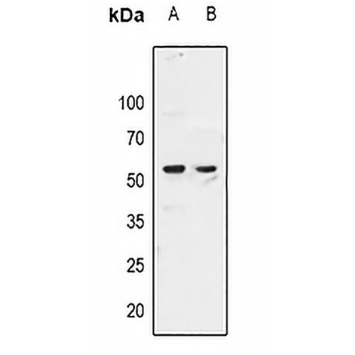 ZAR1 Rabbit Polyclonal Antibody