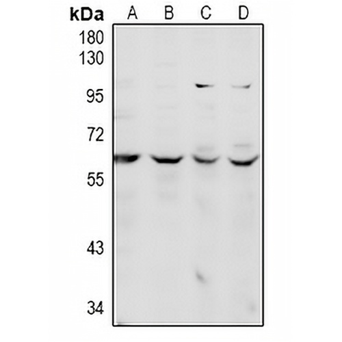 CDC14A Rabbit Polyclonal Antibody