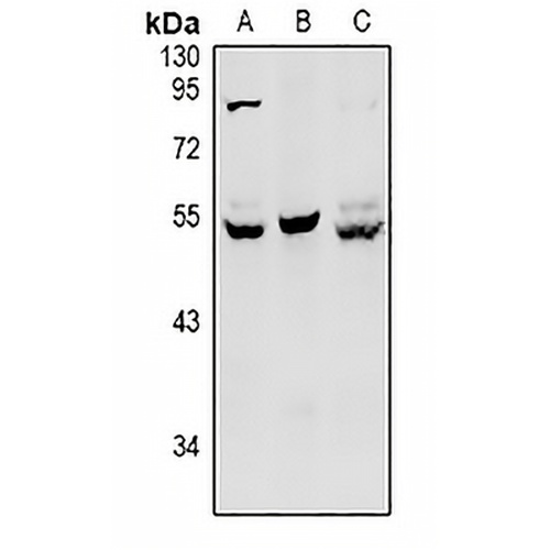 HNF4 alpha/gamma Rabbit Polyclonal Antibody