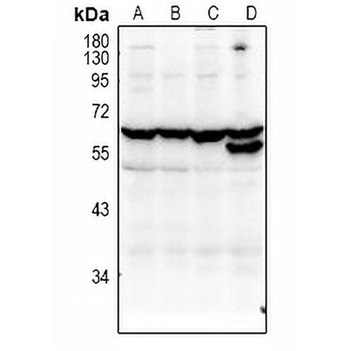 KLF12 Rabbit Polyclonal Antibody