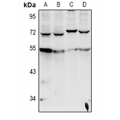 Cytochrome P450 20A1 Rabbit Polyclonal Antibody