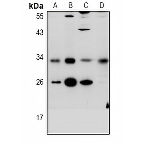 CD272 Rabbit Polyclonal Antibody