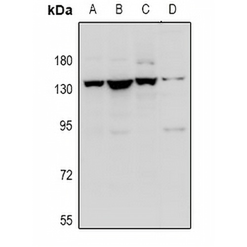 Contactin 1 Rabbit Polyclonal Antibody