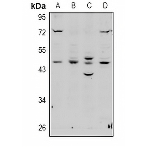 EBP1 Rabbit Polyclonal Antibody
