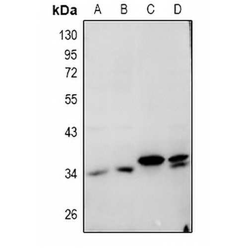 Cathepsin L Rabbit Polyclonal Antibody