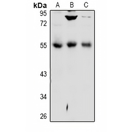 DPP7 Rabbit Polyclonal Antibody