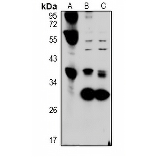Hepassocin Rabbit Polyclonal Antibody