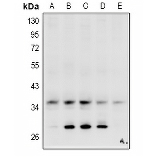 Carbonic Anhydrase 4 Rabbit Polyclonal Antibody
