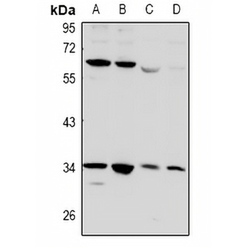 CD32b Rabbit Polyclonal Antibody