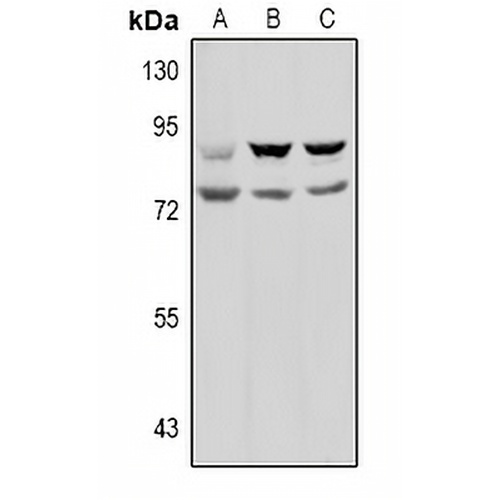 Prolyl Endopeptidase Rabbit Polyclonal Antibody