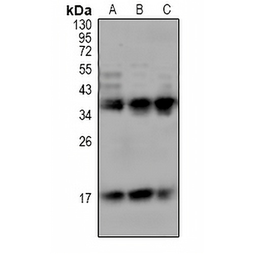 CD354 Rabbit Polyclonal Antibody