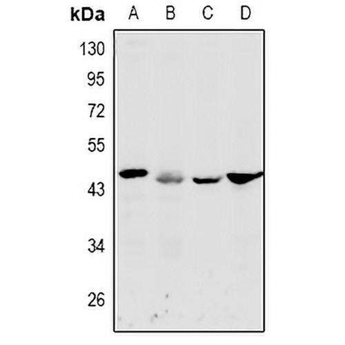 DFF45 Rabbit Polyclonal Antibody