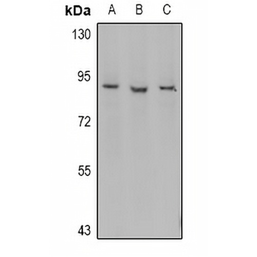 Myeloperoxidase 89k Rabbit Polyclonal Antibody