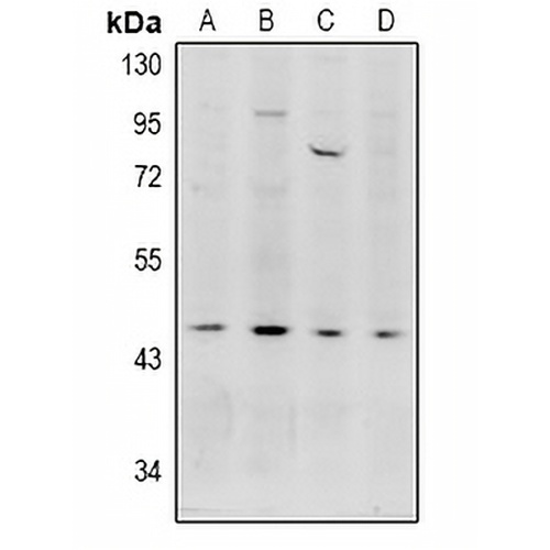 Acrosin Rabbit Polyclonal Antibody