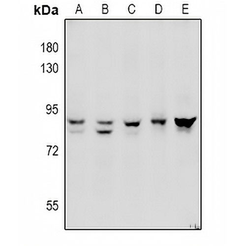 ADAM10 Rabbit Polyclonal Antibody