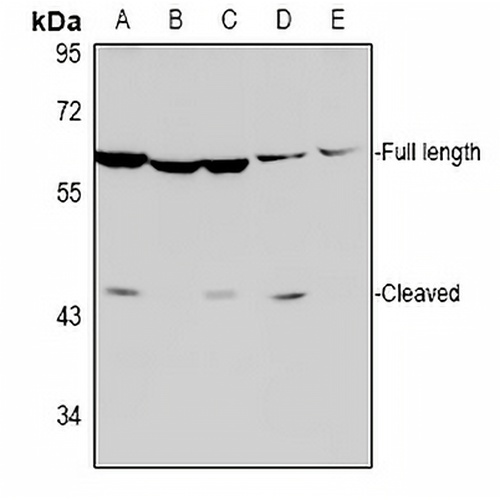 Caspase 8 (Cleaved-D384) Rabbit Polyclonal Antibody