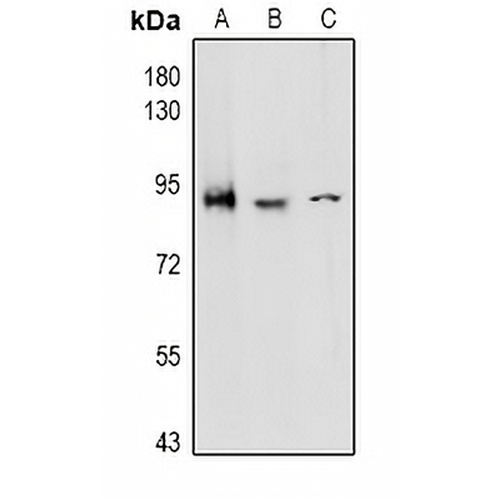 CD97 alpha Rabbit Polyclonal Antibody