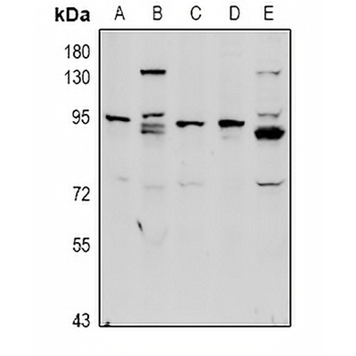 Complement C1R HC Rabbit Polyclonal Antibody