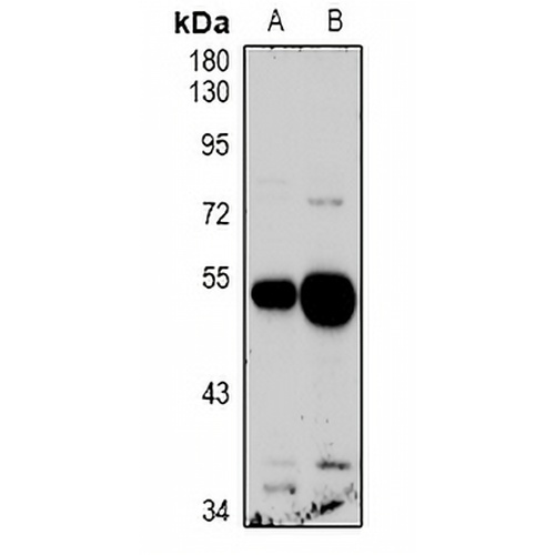 GPR103 Rabbit Polyclonal Antibody