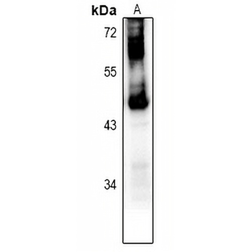 GPR151 Rabbit Polyclonal Antibody