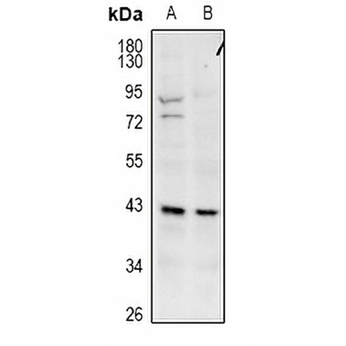 GPR173 Rabbit Polyclonal Antibody