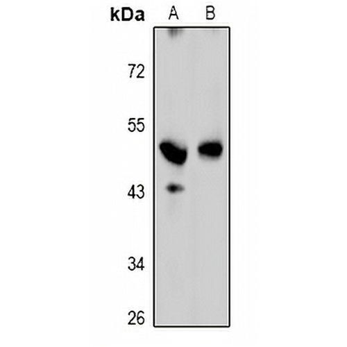GPRC5C Rabbit Polyclonal Antibody