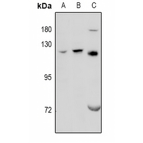 GPRC6A Rabbit Polyclonal Antibody