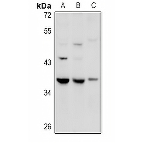 GPR27 Rabbit Polyclonal Antibody
