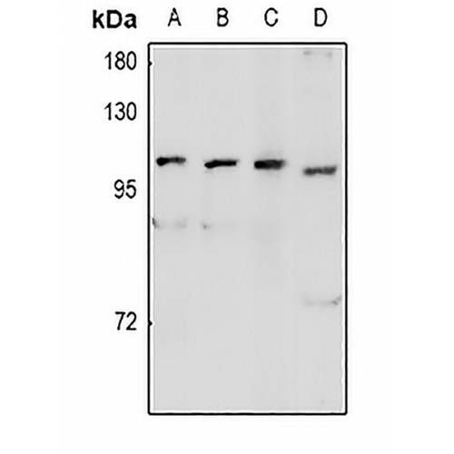 GPR48 Rabbit Polyclonal Antibody