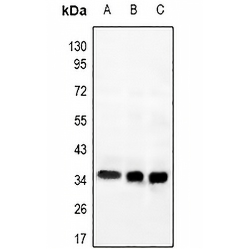 GPR169 Rabbit Polyclonal Antibody
