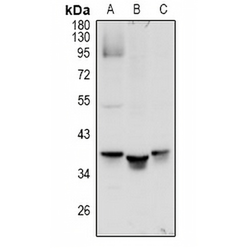 MRGX1 Rabbit Polyclonal Antibody
