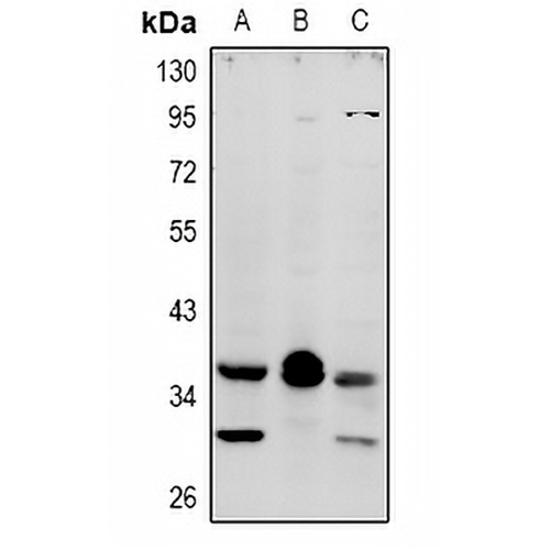 MRGX4 Rabbit Polyclonal Antibody