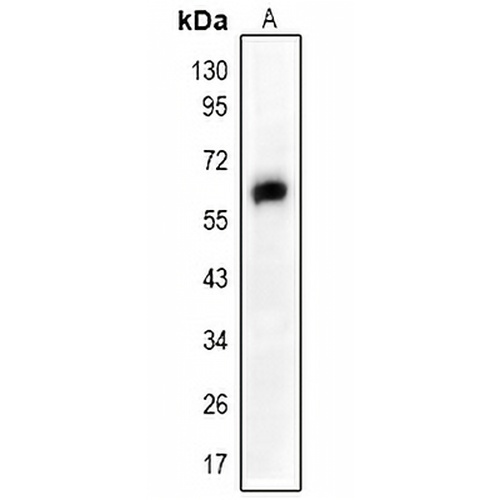SMAD2 Rabbit Polyclonal Antibody