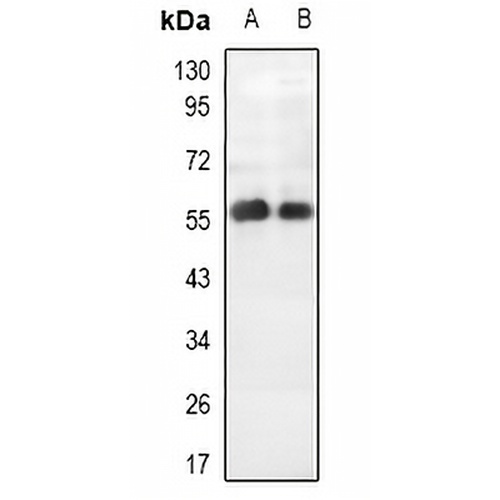 PALF Rabbit Polyclonal Antibody