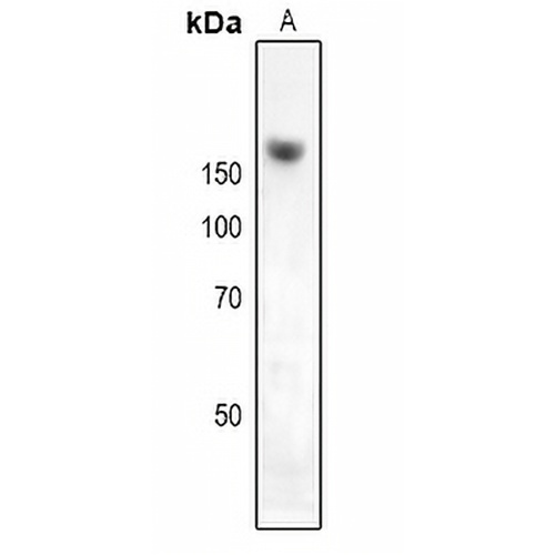 NKTR Rabbit Polyclonal Antibody