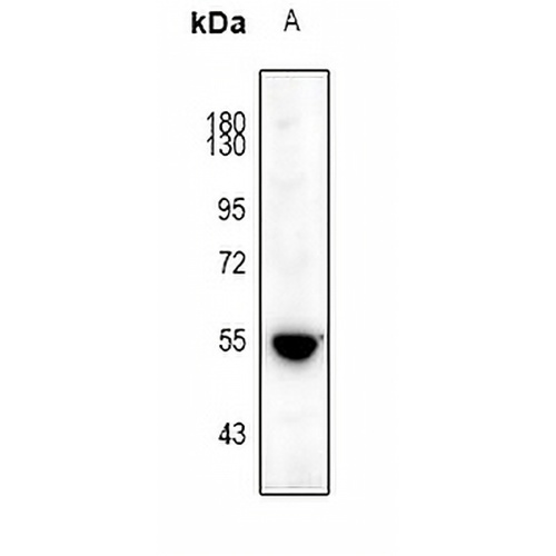 5-HT3A Rabbit Polyclonal Antibody