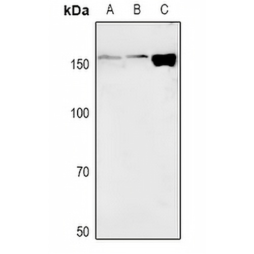 NAIP Rabbit Polyclonal Antibody