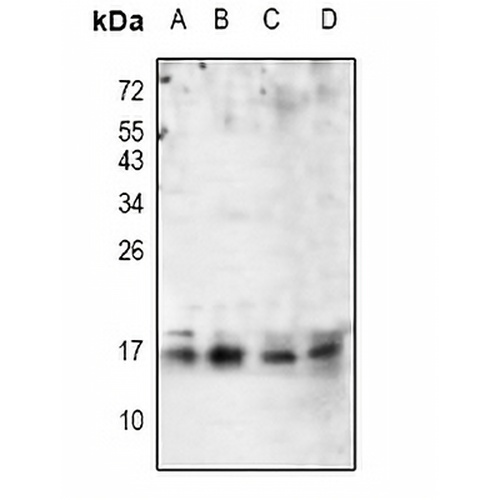 p16 ARC Rabbit Polyclonal Antibody
