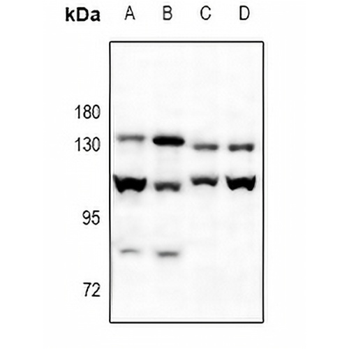 Cadherin-pan Rabbit Polyclonal Antibody