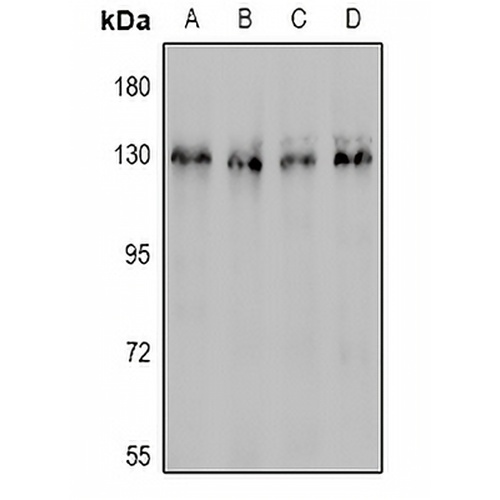 CD31 Rabbit Polyclonal Antibody