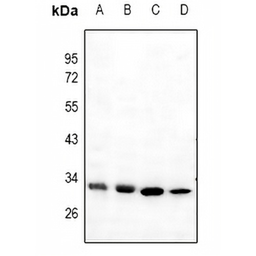 Mast Cell Tryptase Rabbit Polyclonal Antibody