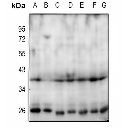 NANOG Rabbit Polyclonal Antibody