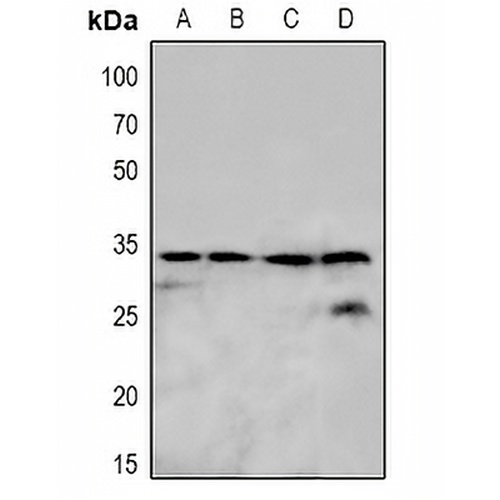 OTUB1 Rabbit Polyclonal Antibody